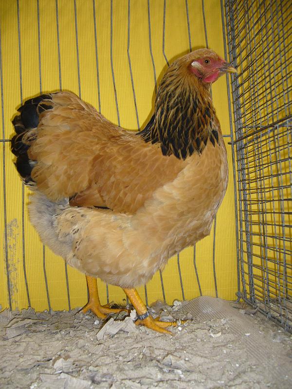 Hannover 2008 278.jpg - Wyandotten gelb-schwarzcolumbia von Jürgen Krogmann Preis HV 96 VHGW Med.